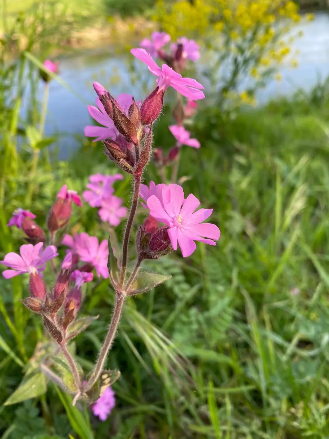 Blume im Garten von Praxis für Naturheilkunde Andreas Lötterle