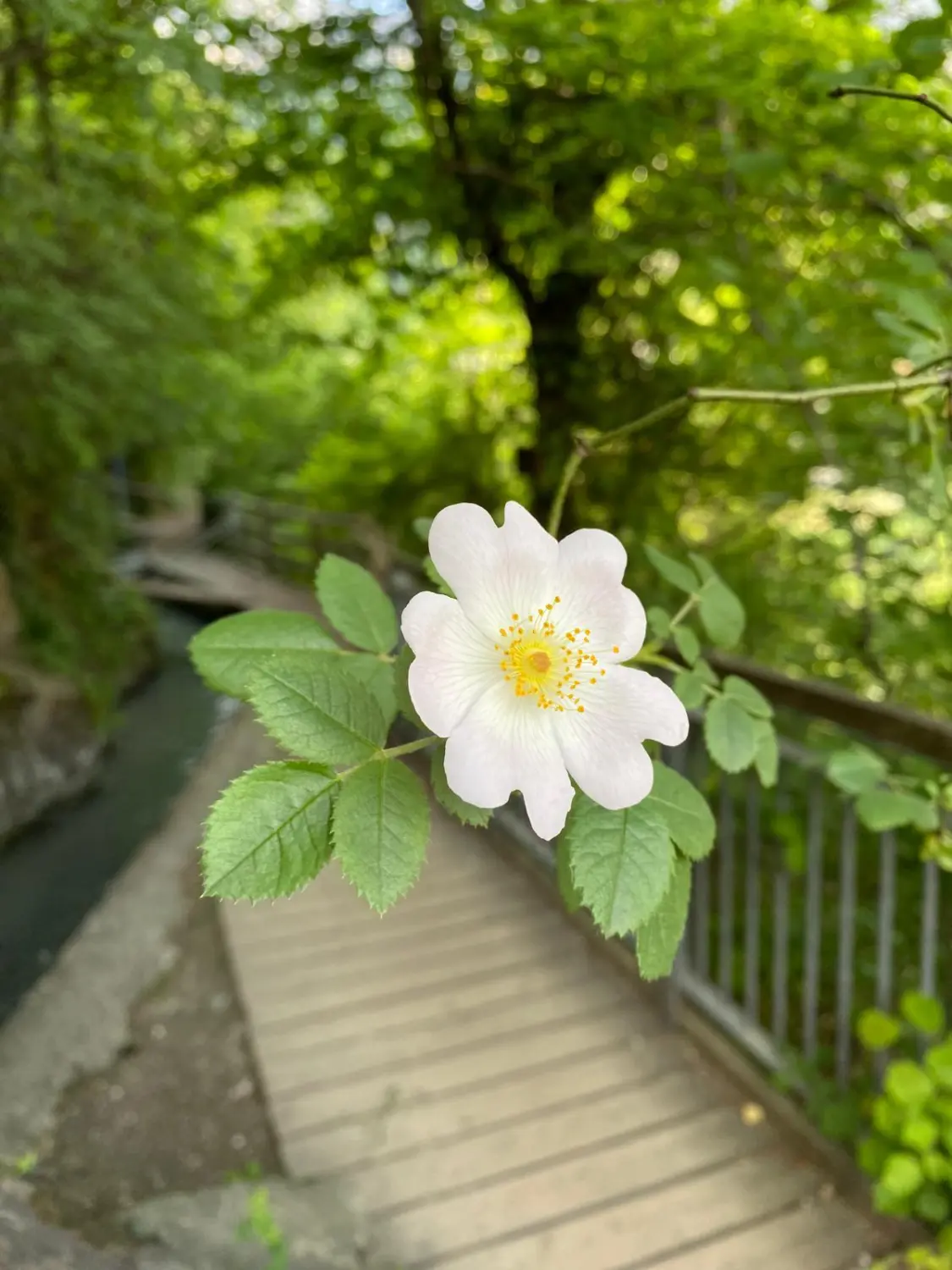 Blume im Garten von Praxis für Naturheilkunde Andreas Lötterle
