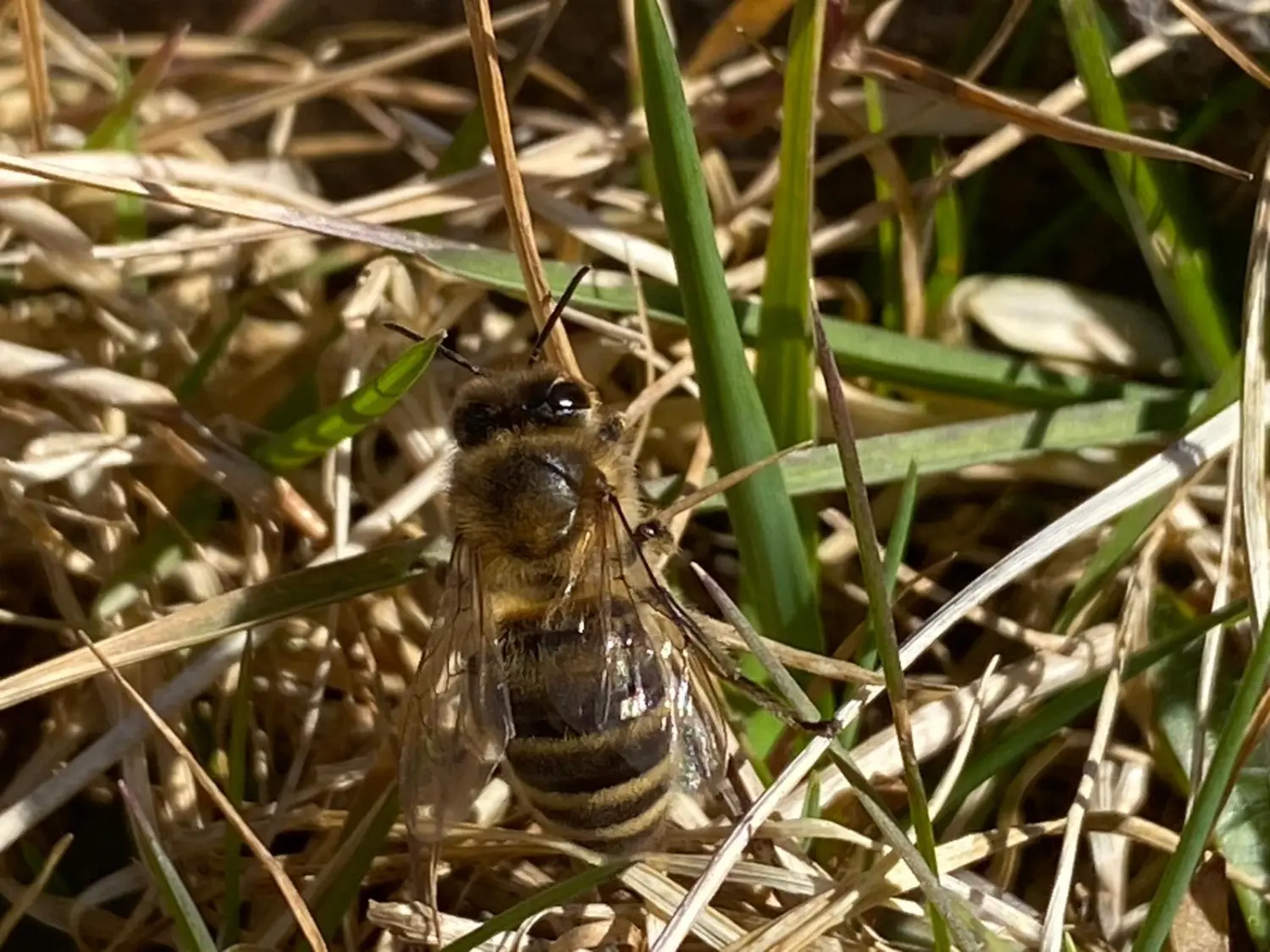 Bienen von Praxis für Naturheilkunde Andreas Lötterle