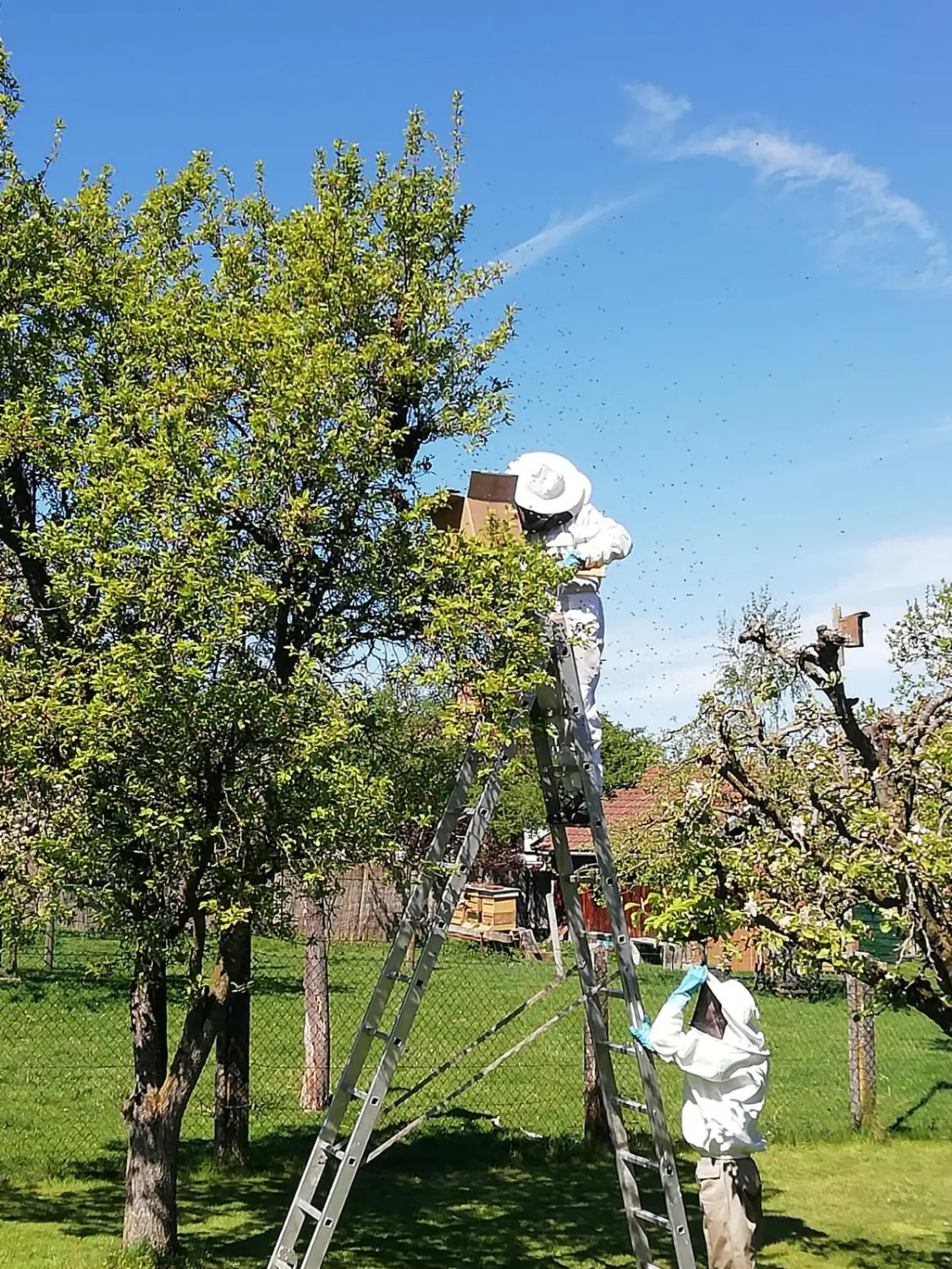 Bienen von Praxis für Naturheilkunde Andreas Lötterle