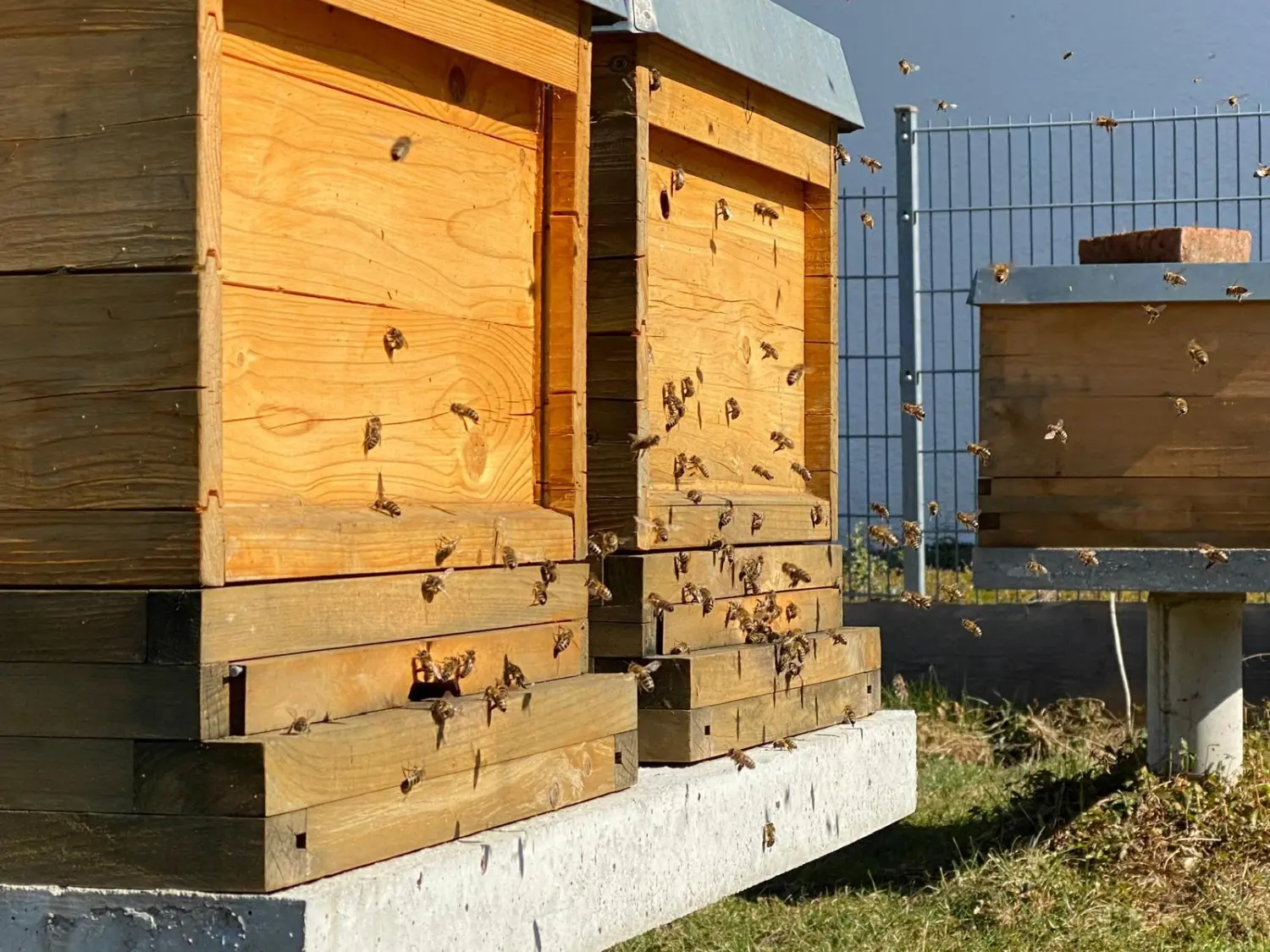 Bienen von Praxis für Naturheilkunde Andreas Lötterle