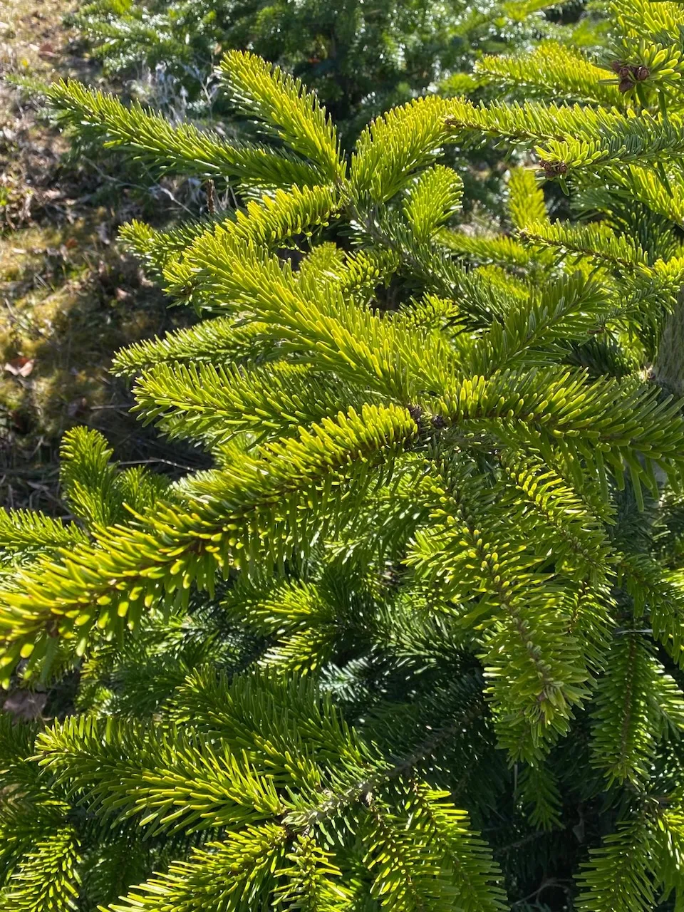 Waldblick von Praxis für Naturheilkunde Andreas Lötterle