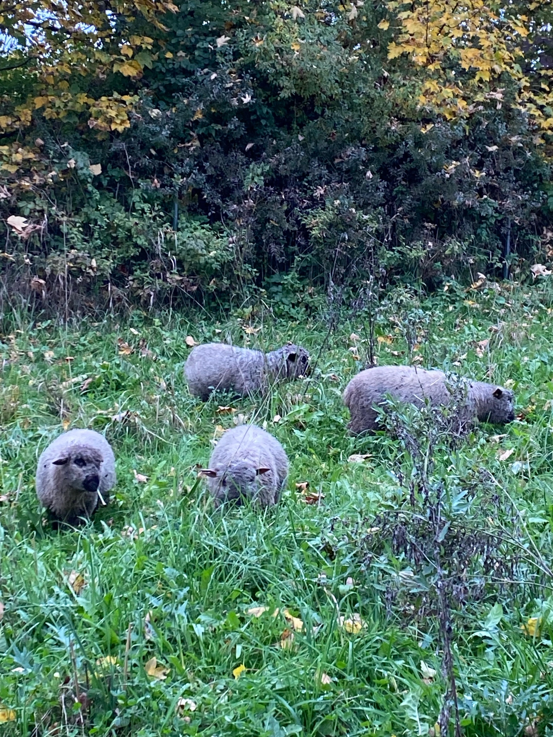 Praxis für Naturheilkunde Andreas Lötterle Produkte