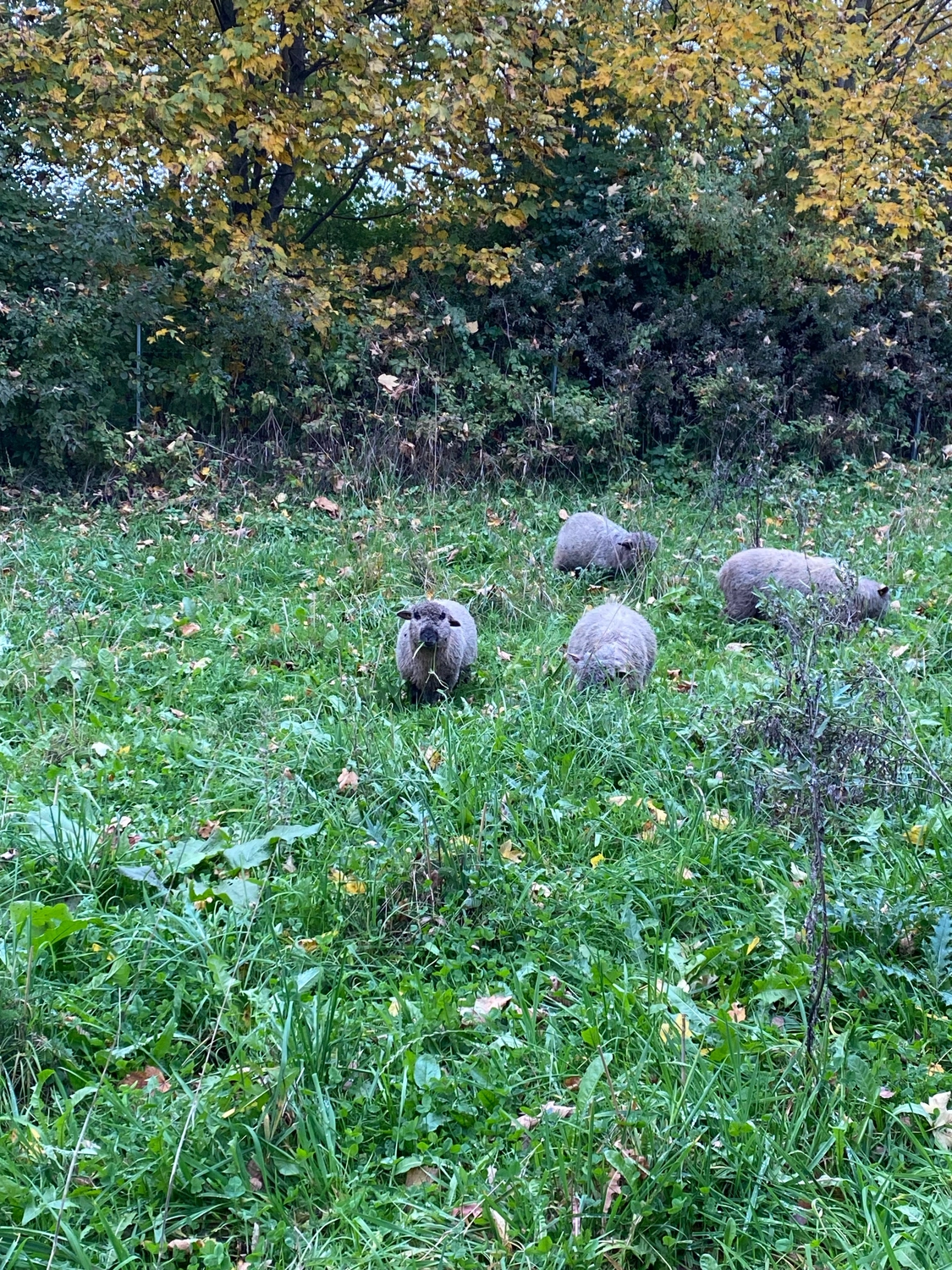Praxis für Naturheilkunde Andreas Lötterle Produkte