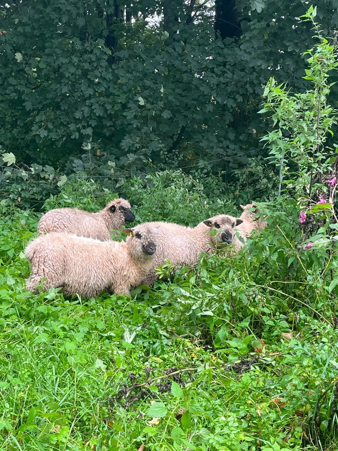 Praxis für Naturheilkunde Andreas Lötterle Produkte
