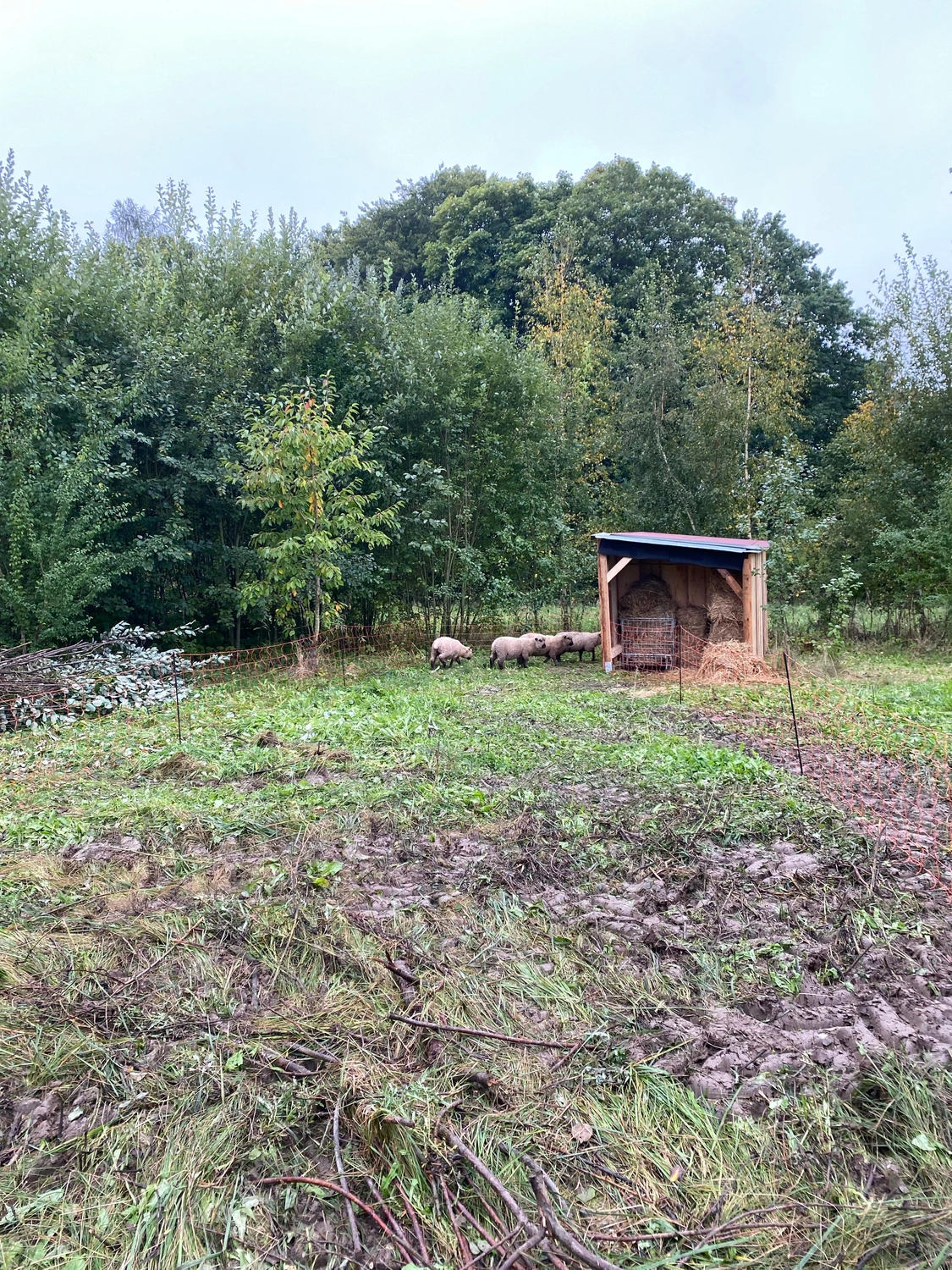 Praxis für Naturheilkunde Andreas Lötterle Produkte